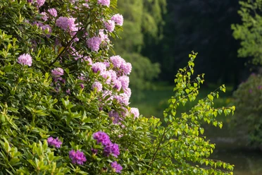 Rhododendron Blüte in Breidings Garten Soltau Die Rhododendron Blüte in Breidings Garten ist jedes Jahr ein großes Ereignis