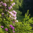 Rhododendron Blüte in Breidings Garten Soltau Die Rhododendron Blüte in Breidings Garten ist jedes Jahr ein großes EreignisThe rhododendron blossom in Breiding's garden is a big event every yearRhododendronblomstringen i Breidings have er en stor begivenhed hvert årDe rododendronbloesem in de tuin van Breiding is elk jaar een groot evenement
