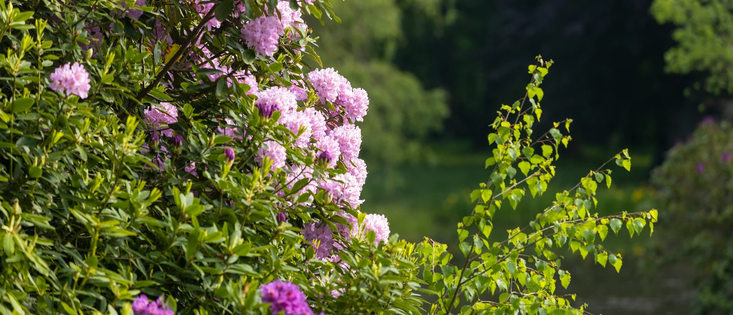 Rhododendron Blüte in Breidings Garten Soltau Die Rhododendron Blüte in Breidings Garten ist jedes Jahr ein großes Ereignis