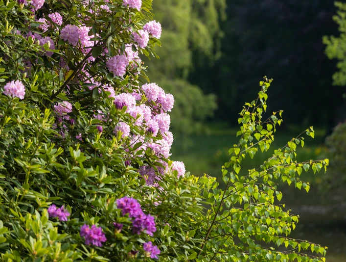 Rhododendron Blüte in Breidings Garten Soltau Die Rhododendron Blüte in Breidings Garten ist jedes Jahr ein großes EreignisThe rhododendron blossom in Breiding's garden is a big event every yearRhododendronblomstringen i Breidings have er en stor begivenhed hvert årDe rododendronbloesem in de tuin van Breiding is elk jaar een groot evenement