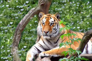 Tiger im Tierpark Ströhen
