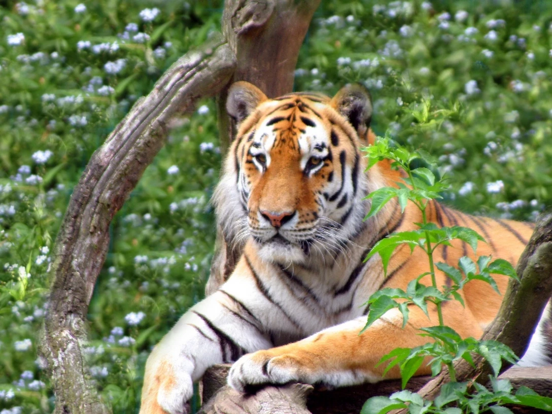 Tiger im Tierpark Ströhen