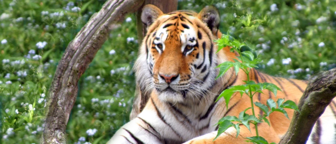 Tiger im Tierpark Ströhen