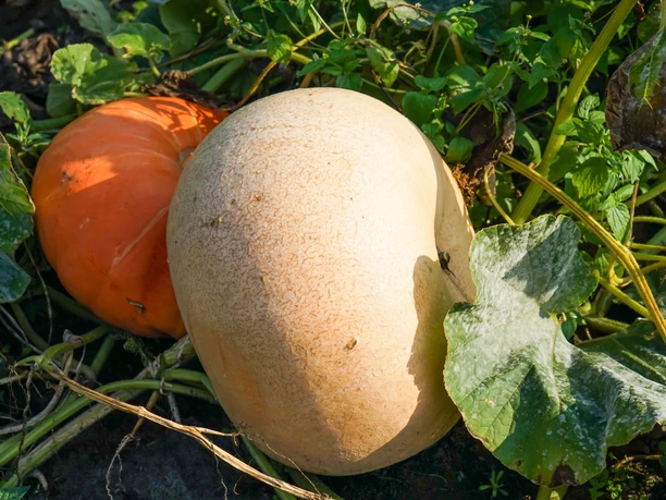 Kürbisse Bauernladen Rennegarbe