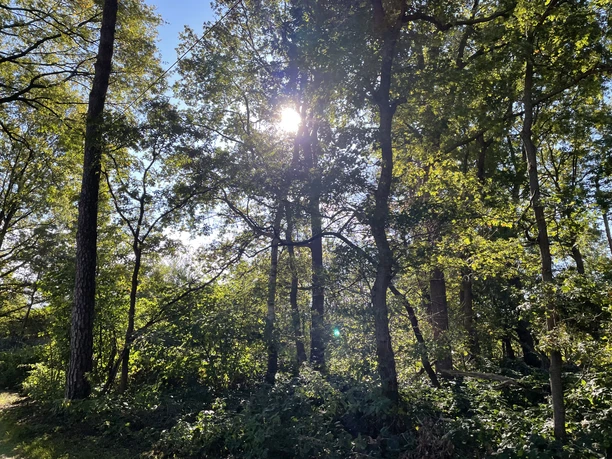 Storchenrundweg Sonnenlicht durchbricht die dichten Baumkronen eines grünen Waldes, der eine ruhige Atmosphäre bietet.