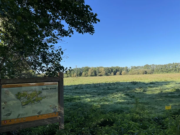 Storchenrundweg: Große Wiese Grüne Wiese mit Infotafel "Große Wiese", umrahmt von Bäumen und unter klarem, blauem Himmel.