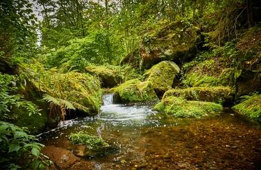 Trout trail near Berggießhübel