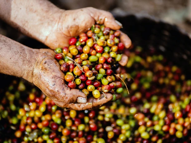 Fairtrade Aktionstage Hände halten eine Fülle bunter Kirschen vor einem Korb.