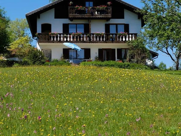 große Blumenwiese