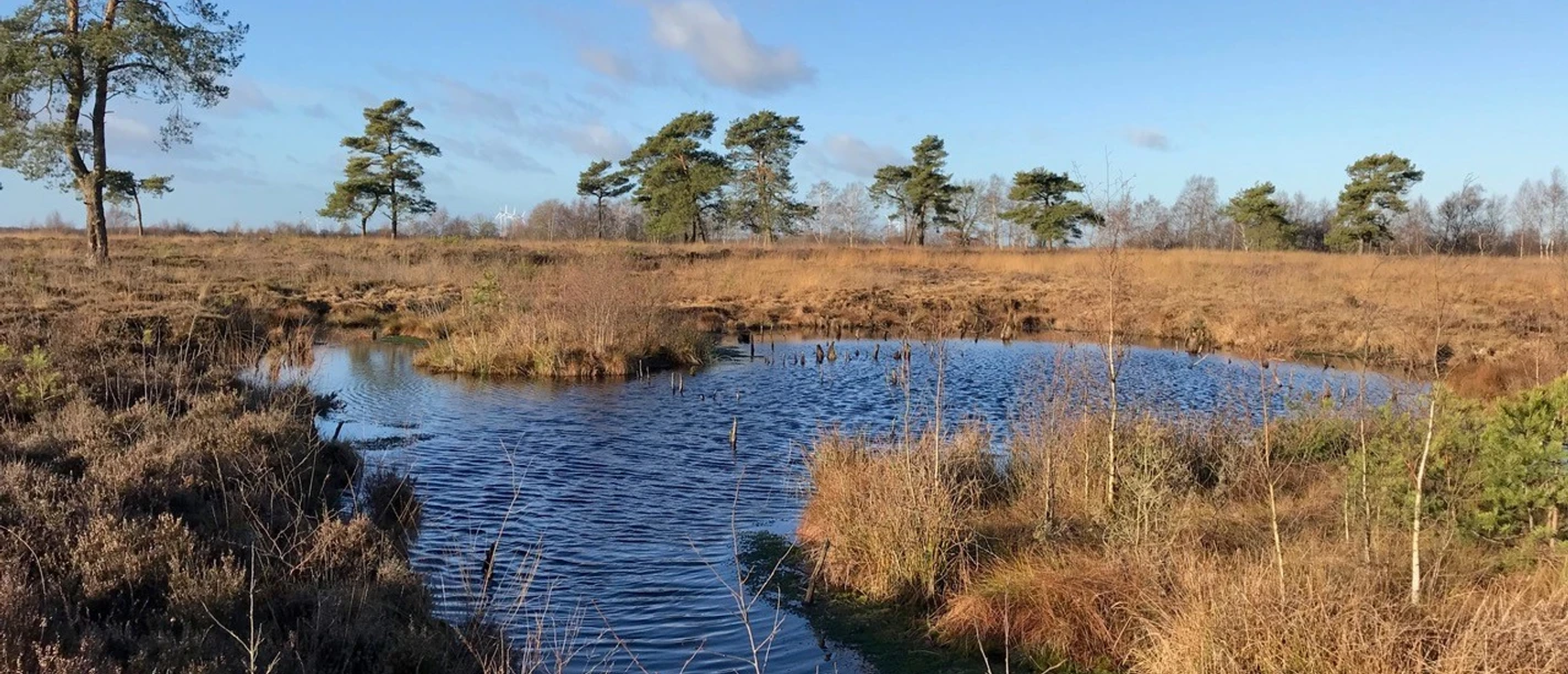 10.06.2023_Venner Moor_Foto Holger Oldekamp.jpg