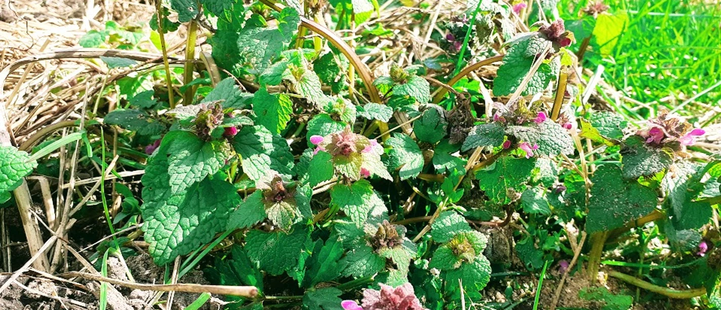 Wildkräuter
