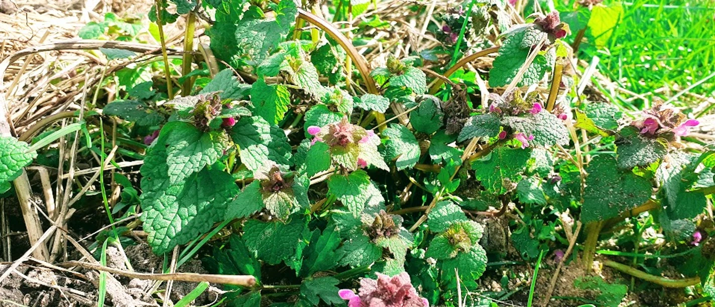 Wildkräuter