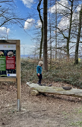 Auf der Familienvariante des Paderborner Höhenwegs Ein Kind balanciert auf einem liegenden Baumstamm neben einer Infotafel im Wald.