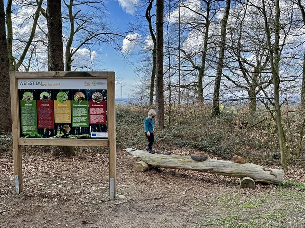 Auf der Familienvariante des Paderborner Höhenwegs Ein Kind balanciert auf einem liegenden Baumstamm neben einer Infotafel im Wald.