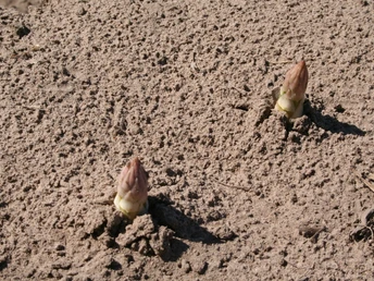 Spargelspitzen im Feld Spargelspitzen im FeldAsparagus tips in the fieldAsparges-spidser på markenAspergepunten in het veld
