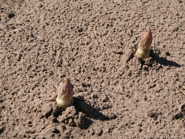 Aspergepunten in het veld