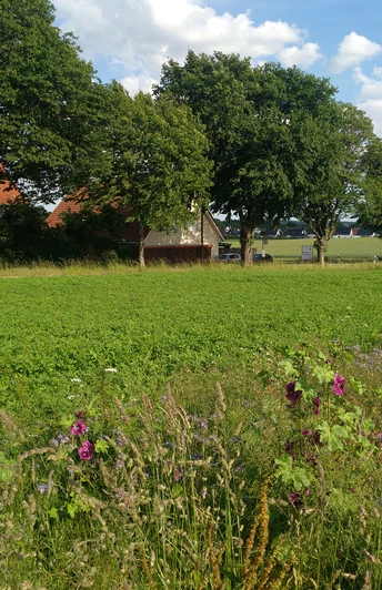Rübenfeld vor einer Baumreihe an einer Landstraße bei Holzhausen-Sylbach unter blauem Himmel.