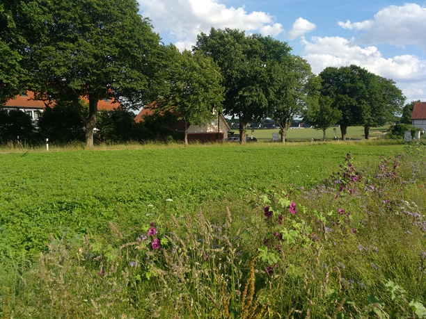 Rübenfeld an Rübenroute bei Holzhausen-Sylbach Rübenfeld vor einer Baumreihe an einer Landstraße bei Holzhausen-Sylbach unter blauem Himmel.