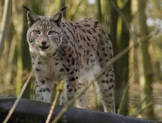 Luchs_Lucia_VK.png