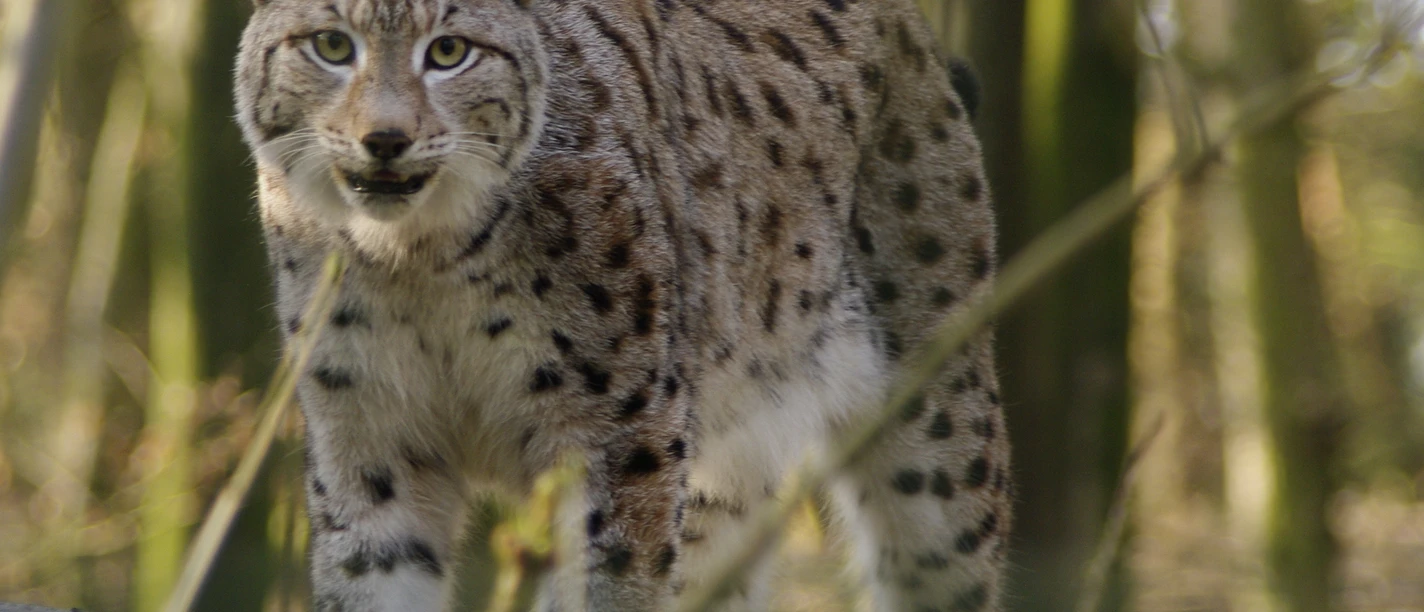 Luchs_Lucia_VK.png