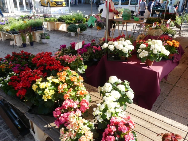 Wochenmarkt Aurich Blumen Wochenmarkt Aurich Blumen