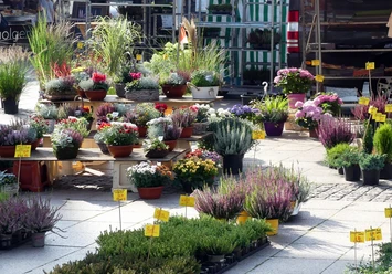 Wochenmarkt Aurich Pflanzen Wochenmarkt Aurich Pflanzen