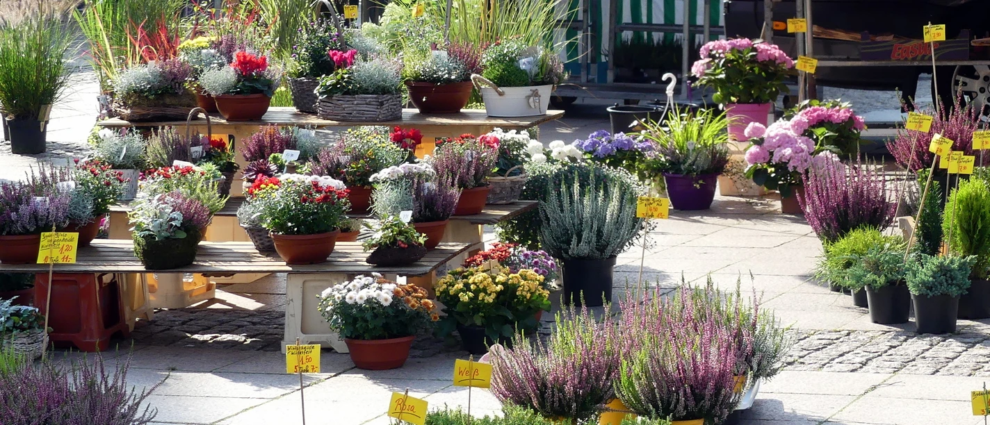 Wochenmarkt Aurich Pflanzen Aurich weekly market Plants