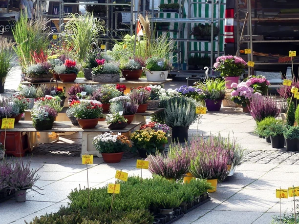 Wochenmarkt Aurich Pflanzen Wochenmarkt Aurich Pflanzen