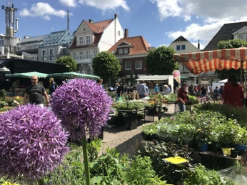 Wochenmarkt Aurich Blumen und Pflanzen Wochenmarkt Aurich Blumen und Pflanzen