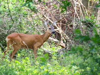 Reh in der Natur bei Hemslingen Reh in der Natur bei Hemslingen