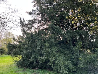 Große, dicht bewachsene Eibe mit dunkelgrünen Nadeln im Vordergrund eines Parks bei Tageslicht.