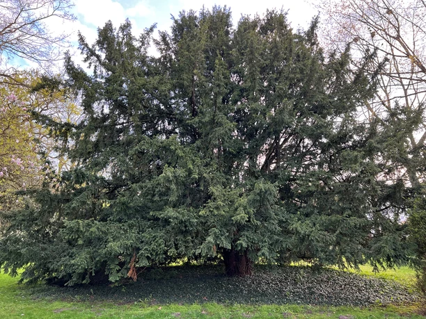 Eibe Eine prächtige, groß gewachsene Eibe auf einer Wiese, umgeben von lichten Bäumen.