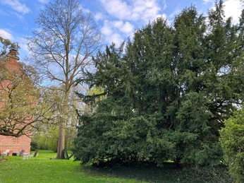 Große, ausladende Eibe neben einem roten Backsteingebäude, umgeben von grünem Gras und Bäumen.