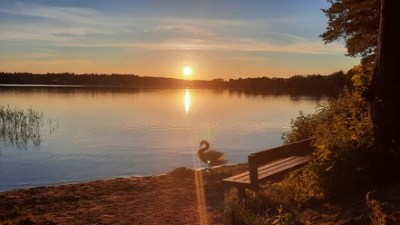Abendstimmung am Küchensee.jpg Sonnenuntergang am Küchensee. Am Ufer vor einer Parkbank steht ein Schwan
