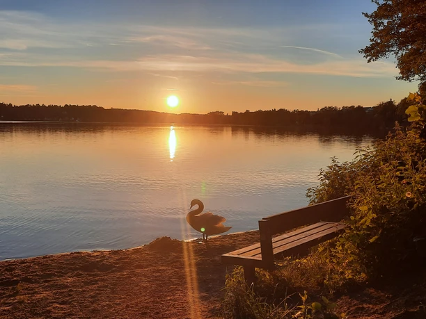 Abendstimmung am Küchensee.jpg Sonnenuntergang am Küchensee. Am Ufer vor einer Parkbank steht ein Schwan