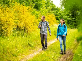 Wandern durch blühenden Ginster