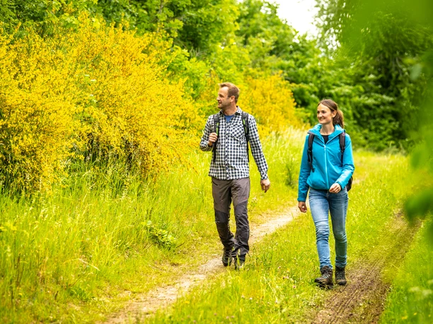 Wandern durch blühenden Ginster