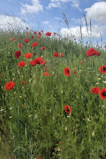 Eine blühende Wiese mit leuchtend roten Mohnblumen und weißen Gänseblümchen unter blauem Himmel.