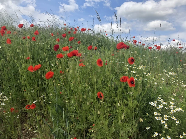 Mohn Eine blühende Wiese mit leuchtend roten Mohnblumen und weißen Gänseblümchen unter blauem Himmel.