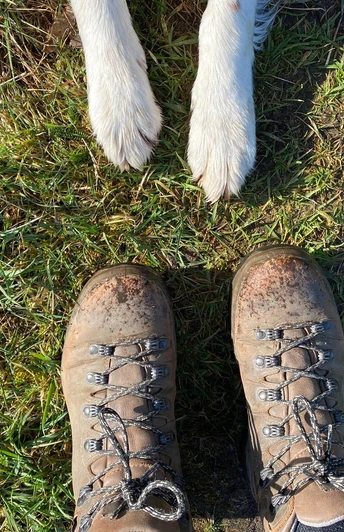 Wanderschuhe Verschmutzte Wanderschuhe auf grasigem Boden, dazu die Pfoten eines Hundes in der Bildmitte sichtbar.