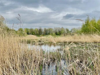 Ein naturbelassenes Röhrichtgebiet an einem stillen Teich mit bewölktem Himmel und grünen Bäumen.