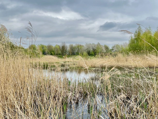 Ein naturbelassenes Röhrichtgebiet an einem stillen Teich mit bewölktem Himmel und grünen Bäumen.