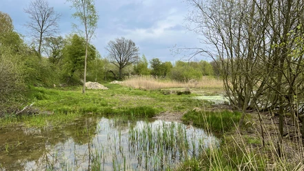 Teiche in den Nieheimer Tongruben Üppiges Grün umgibt Teiche in den Nieheimer Tongruben. Schilf und Bäume rahmen die ruhige Wasserfläche ein.