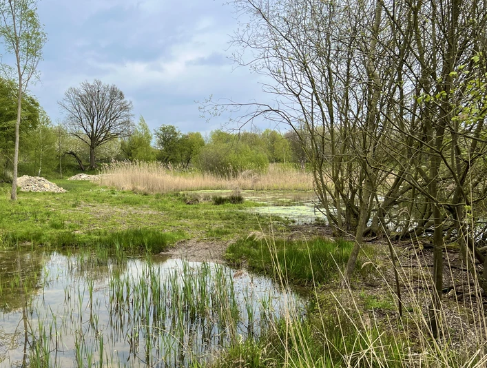 Teiche in den Nieheimer Tongruben Üppiges Grün umgibt Teiche in den Nieheimer Tongruben. Schilf und Bäume rahmen die ruhige Wasserfläche ein.