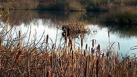 soelsted-mose