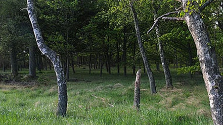 tingdal-plantage