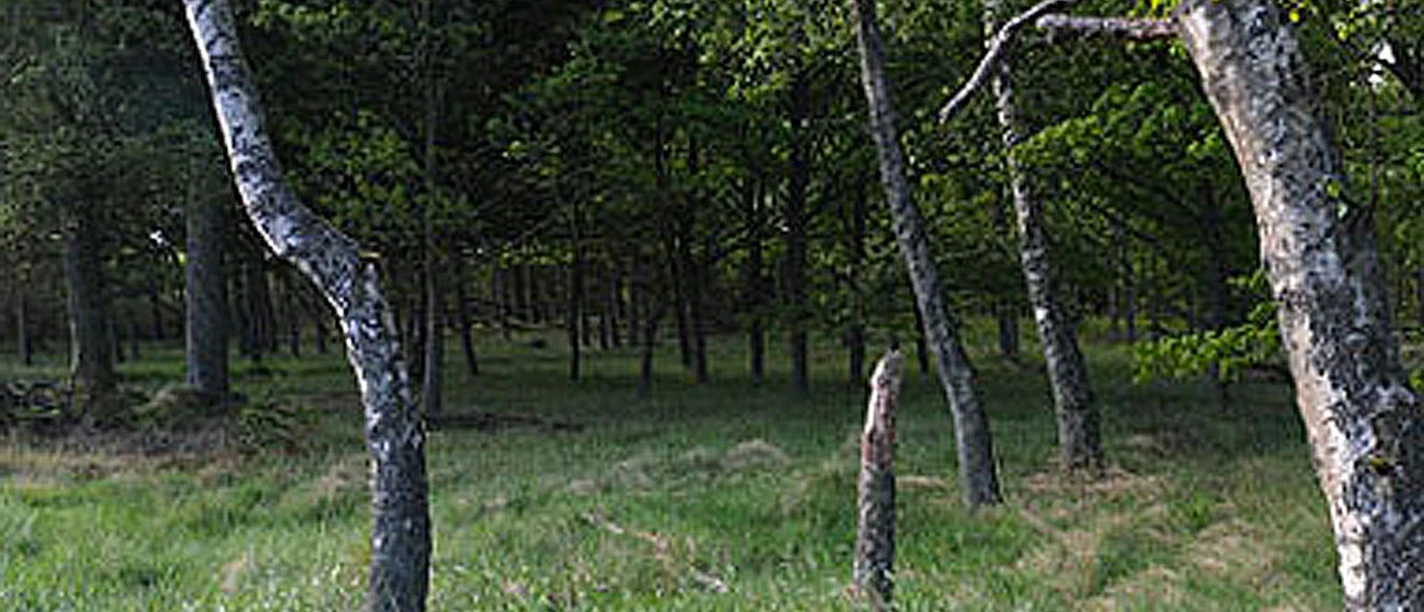 tingdal-plantage