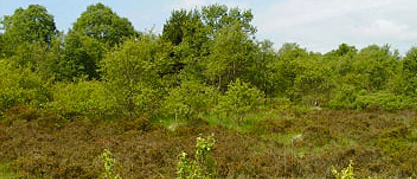 lindet-skov lindet-skov