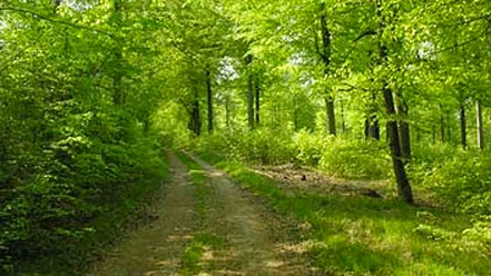 mandbjerg-skov