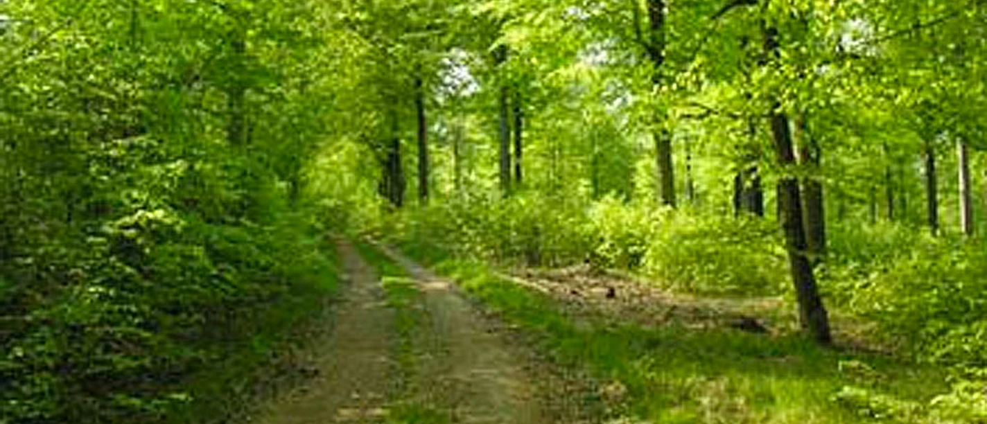 mandbjerg-skov mandbjerg-skov